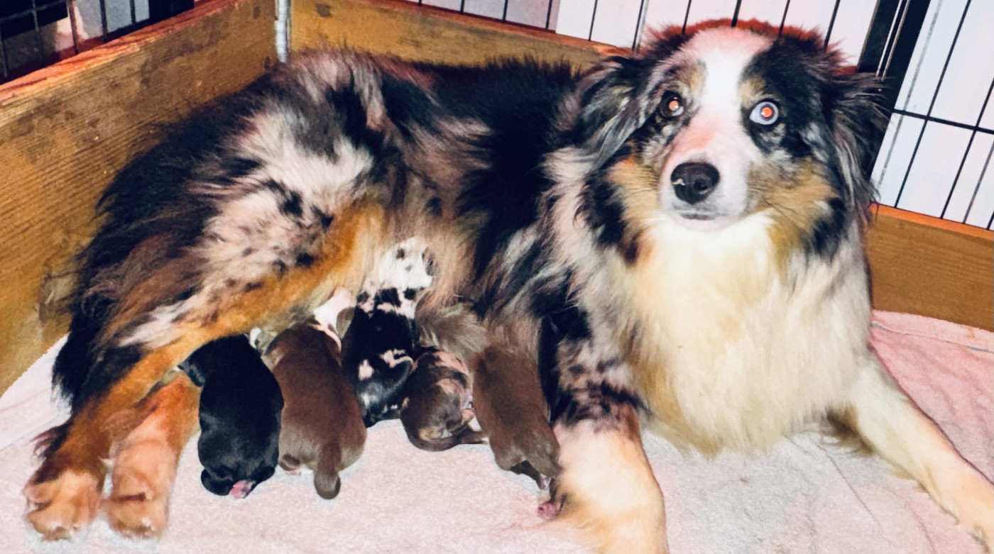 Stephanie Pierre - Berger Américain Miniature  - Portée née le 15/02/2026