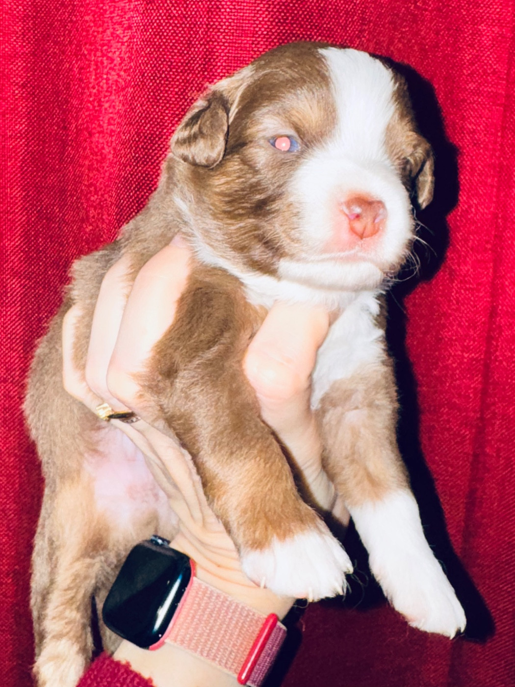 Stephanie Pierre - Chiots disponibles - Berger Américain Miniature 