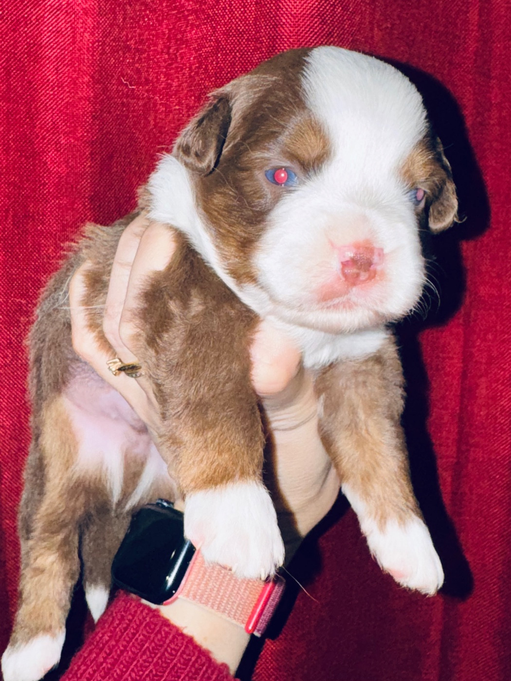 Stephanie Pierre - Chiots disponibles - Berger Américain Miniature 