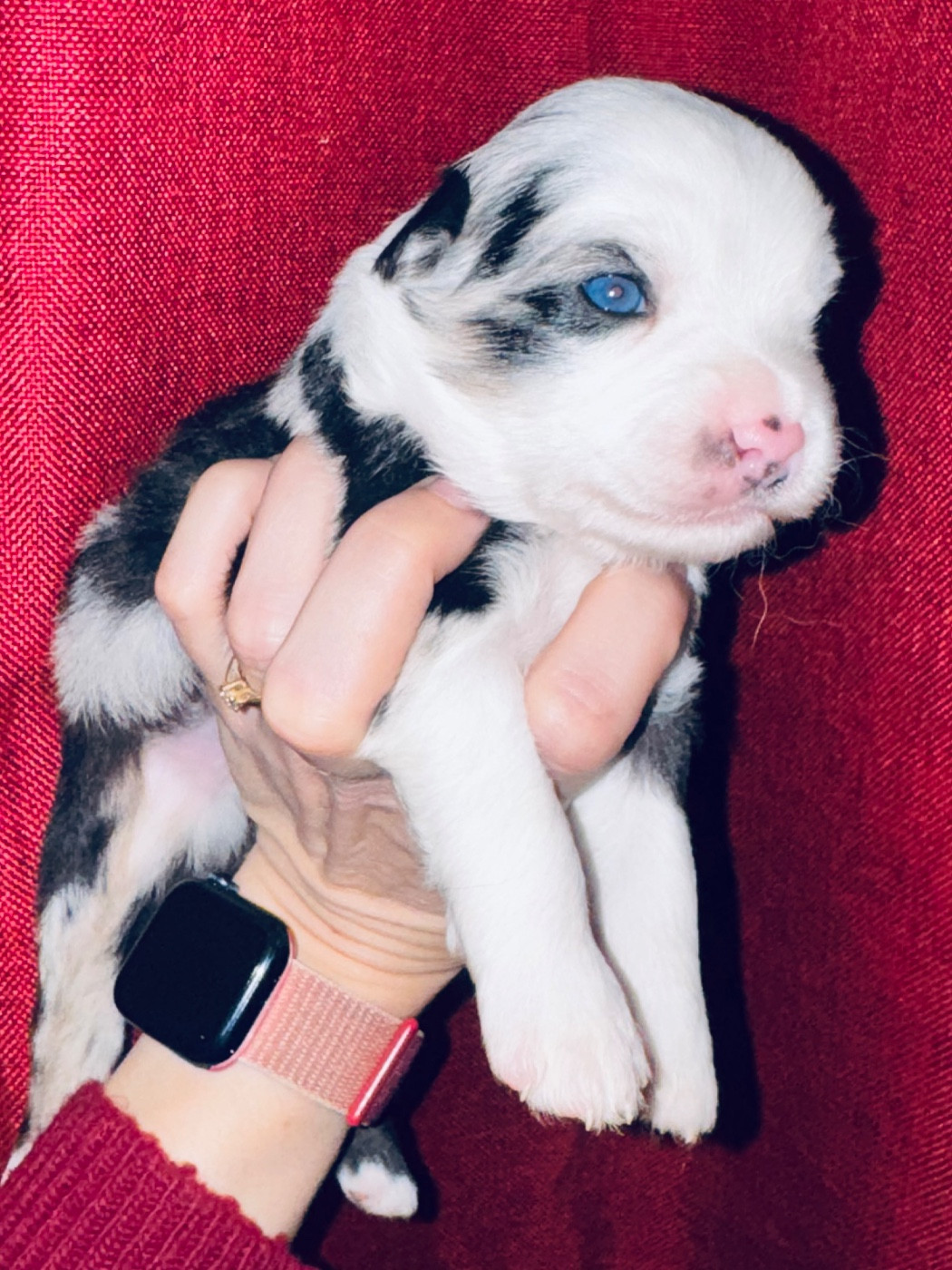 Stephanie Pierre - Chiots disponibles - Berger Américain Miniature 