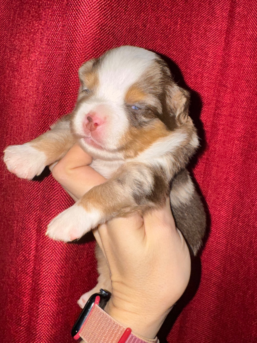 Stephanie Pierre - Chiots disponibles - Berger Américain Miniature 