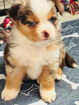 Chiot N°5