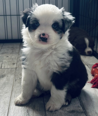 Chiot N°4