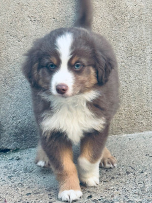 Chiot N°1